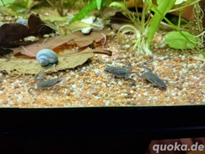 Zwergkrallenfrösche 