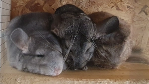 Vier (oder 2x2) Chinchillas abzugeben