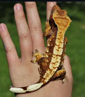 0.1 Harlequin Kronengecko