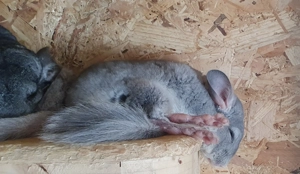 Zwei Chinchillaweibchen mit oder ohne Käfig abzugeben