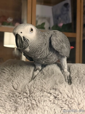 Suchen Graupapagei  Hahn 