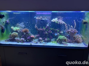 Meerwasser Aquarium auflösung, Inhalt, Korallen, Fische