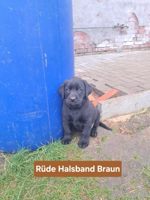 Labrador welpen suchen zuhause 
