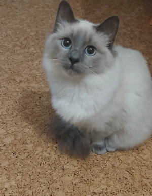Reinrassige Ragdollkatze