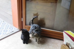 3 junge Kätzchen kostenlos abzugeben