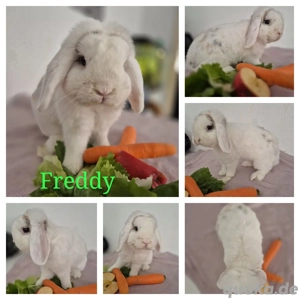 Hübscher mini lop  Rammler 