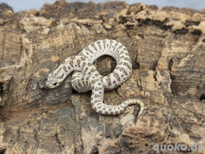 0.1 Arctic Tiger het. Albino Hakennasennatter 