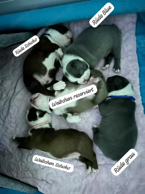 Boston Terrier Welpen 