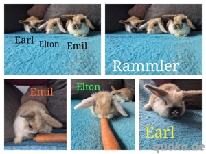 zuckersüße Mini Lop Rammler 