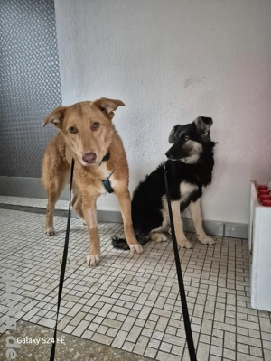 Honey, süß wie Honig