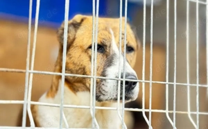 Vorsichtig hält Liana Ausschau Bild 4