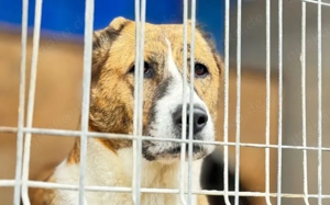 Vorsichtig hält Liana Ausschau Bild 3