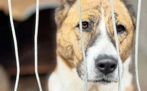 Vorsichtig hält Liana Ausschau Bild 2