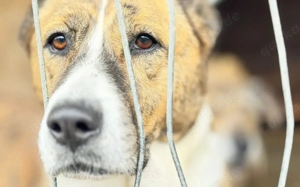 Vorsichtig hält Liana Ausschau Bild 5