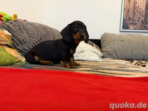 3 wunderschöne Dackelwelpen