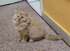 Britisch Langhaar-Rot-Männlich