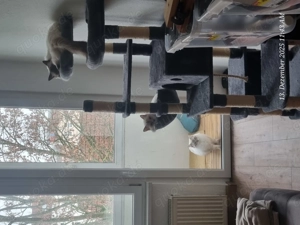 3 heilige birma Kater