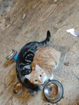 Europäisch Kurzhaar Kitten