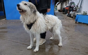 freundlicher Grappa wünscht sich eine eigene Familie