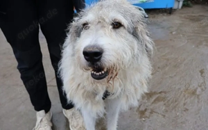 freundlicher Grappa wünscht sich eine eigene Familie Bild 2