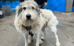 freundlicher Grappa wünscht sich eine eigene Familie Bild 4