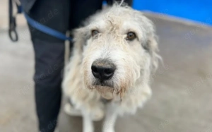 freundlicher Grappa wünscht sich eine eigene Familie Bild 5