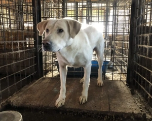 AICO, typisch Labrador! adopt doni t shop