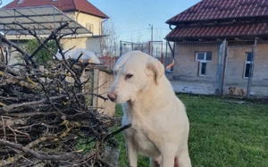AICO, typisch Labrador! adopt doni t shop Bild 3