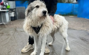 freundlicher Grappa wünscht sich eine eigene Familie Bild 8