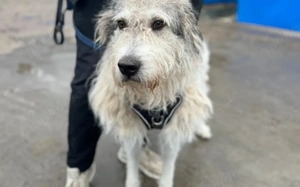 freundlicher Grappa wünscht sich eine eigene Familie Bild 7