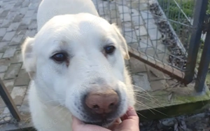 AICO, typisch Labrador! adopt doni t shop Bild 4