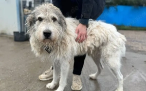 freundlicher Grappa wünscht sich eine eigene Familie Bild 6