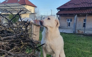 AICO, typisch Labrador! adopt doni t shop Bild 2