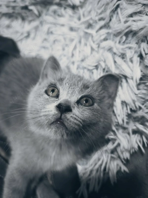 Bkh und Blh Baby Katzen