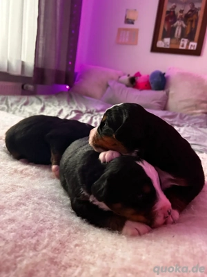 Berner Sennen Welpen Bild 2