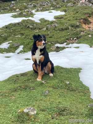 Berner Sennen Welpen Bild 4