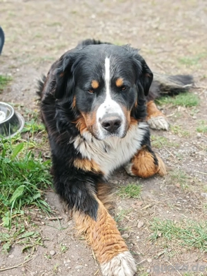 Berner Sennen Welpen Bild 5