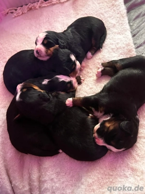 Berner Sennen Welpen Bild 3