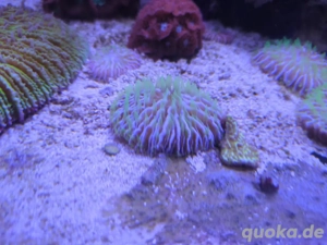 Meerwasser Fungia LPS Koralle