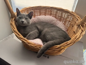 Deckkater russisch blau mit Ahnentafel 