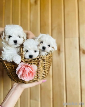 Malteser mini welpen