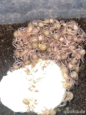  Vogelspinnen & Skorpione alles -15%