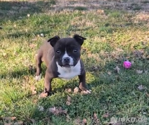 American pockt Bully 