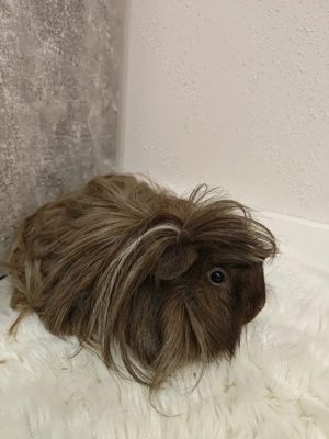 Meerschweinchen  Angora langhaar 