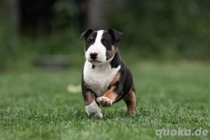 Miniatur Bullterrier Welpen zuverk.