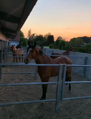 Pferdepfleger  gesucht 