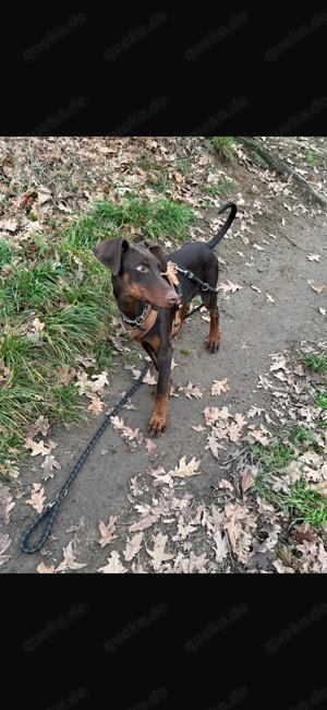  19 Wochen alter Dobermann-Rüde sucht liebevolles Zuhause 
