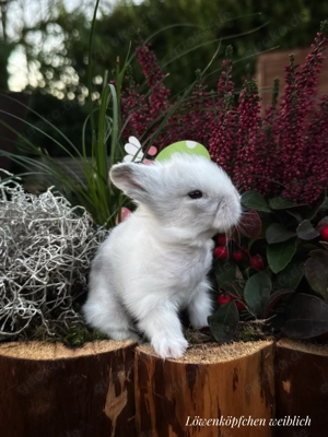 Superzahme Löwenköpfchen dürfen reserviert werden. Kaninchen Löwenzwerge Löwenkopf 