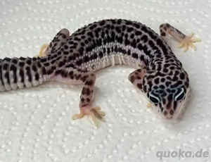 Super Mack Snow Weibchen Leopardgecko