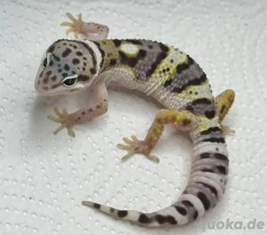 Mack Snow Männchen Leopardgecko